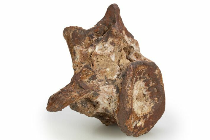 Triassic Fossil Synapsid (Dimetrodon) Vertebra - Texas #315765